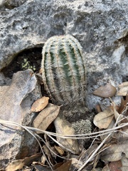 Echinocereus reichenbachii caespitosus