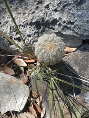 Echinocereus reichenbachii caespitosus