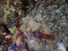 Halichondria panicea