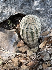 Echinocereus reichenbachii caespitosus