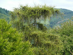 Larix decidua