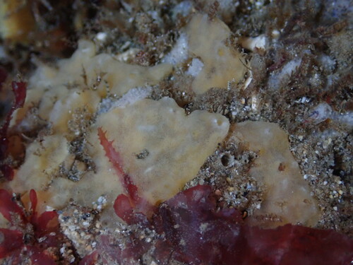 Bread-crumb Sponge, Avila Beach, CA, USA, photo 9 of 10