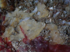 Halichondria panicea