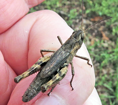 Chorthippus macrocerus