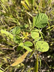 Rhynchosia tomentosa