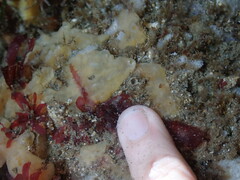 Halichondria panicea