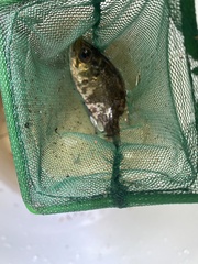 Ambloplites rupestris