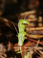 Pterostylis alobula
