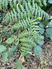Pteridium aquilinum pubescens