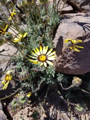 Osteospermum scariosum