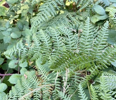 Pteridium aquilinum pubescens