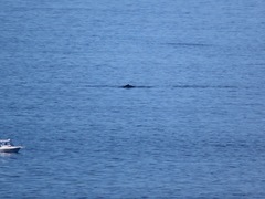 Megaptera novaeangliae