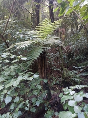 Cyathea smithii