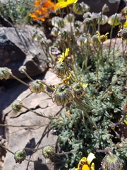 Osteospermum scariosum