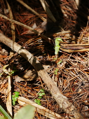 Pterostylis alobula