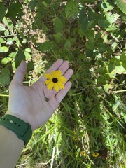 Callilepis laureola