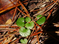 Pterostylis alobula