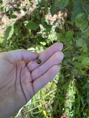 Callilepis laureola