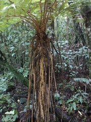 Cyathea smithii