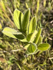 Lithospermum parviflorum