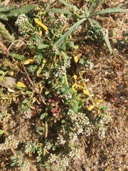 Corrigiola litoralis