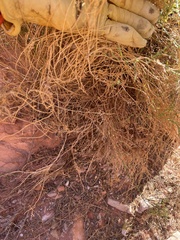 Dasymutilla gloriosa