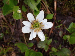 Caltha leptosepala
