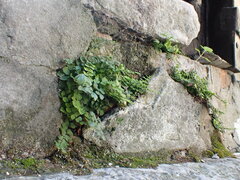 Asplenium ruta-muraria