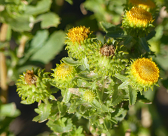 Grindelia inornata