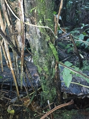 Cyathea smithii