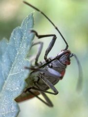 Jadera haematoloma