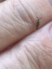 Teleonemia scrupulosa