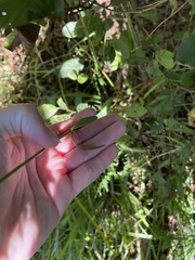 Callilepis laureola