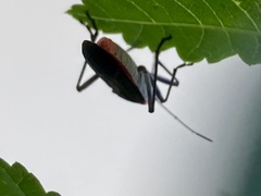 Jadera haematoloma