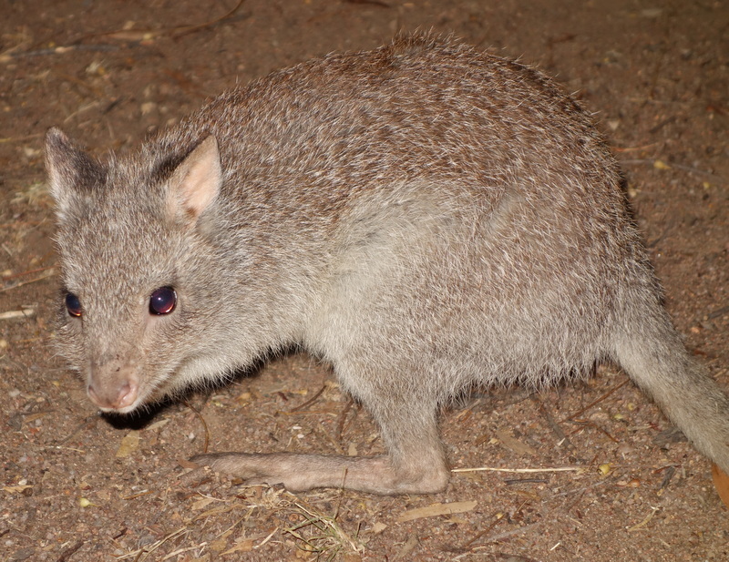 Rufous Bettong (Mammals of Yourka Reserve) · iNaturalist
