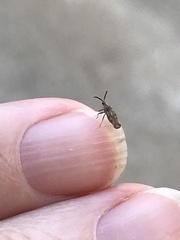 Teleonemia scrupulosa