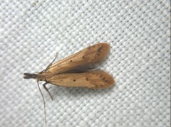 Dichomeris acuminatus