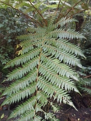 Cyathea smithii