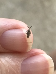 Teleonemia scrupulosa