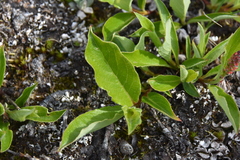 Salix arctica
