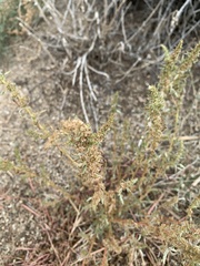 Amaranthus blitoides