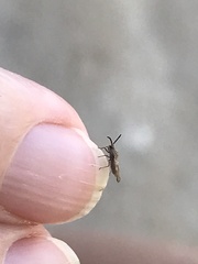 Teleonemia scrupulosa