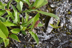 Salix arctica