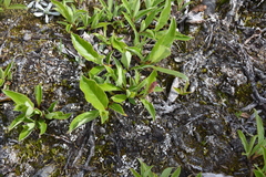 Salix arctica