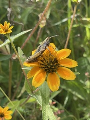 Sphenarium purpurascens