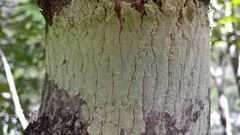 Lecanora thysanophora