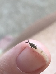 Teleonemia scrupulosa