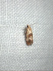 Neocochylis millierana