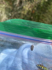 Lepyronia quadrangularis