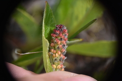 Salix arctica